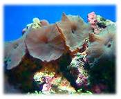 saltwater fish minerals information