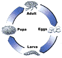 The life cycle of fleas