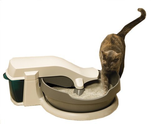 cat using litterbox