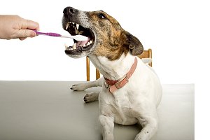 Canine Oral Health
