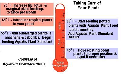 Plant Thermometer