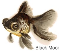Black Moor GoldFish
