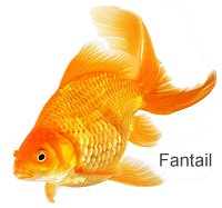 fantail pond fish