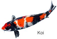 Koi GoldFish