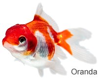 Oranda GoldFish