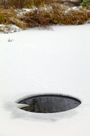 pond in winter