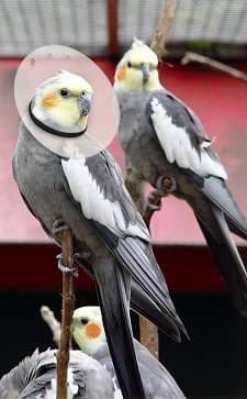 404X Bird E-Collar; 1.25"-2" neck, 4" depth