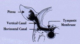pet ear problems