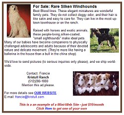 free classified advertising for dogs, cats, kittens, puppies, horses