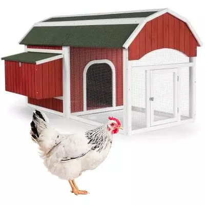 Barn-Style Chicken Coop