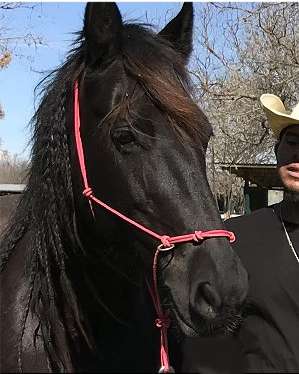 Clinicians Rope Horse Training Halter