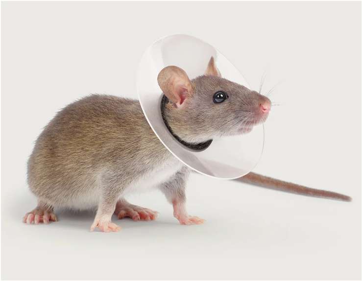 Rodent and Mouse Cone Collar