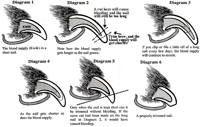 What are the signs that a dog's nail is too long and needs to be trimmed?  Is it normal for a dog's nail to bleed when his/her nail is cut with  clippers?