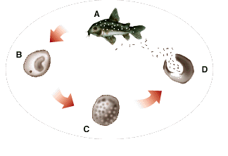 Life Cycle of Ich