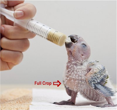 Cockatiel Hand Feeding Chart