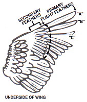 bird wing clipping information