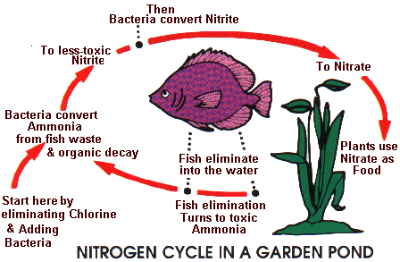 Nitrogen cycle in ponds