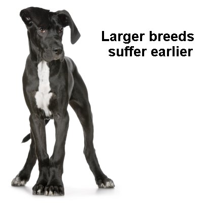Arthritis in Dogs Arthritis in Dogs