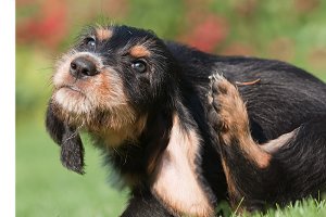 dog scratching ear mites