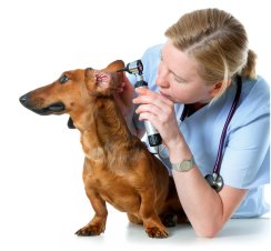 veterinarian examining dog ear problems