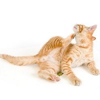 End Fleas Now!