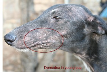 how to treat demodex mites in dogs