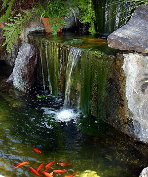 Tips for Controlling pH in Your Pond