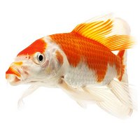 Learn About Pond Skimmers